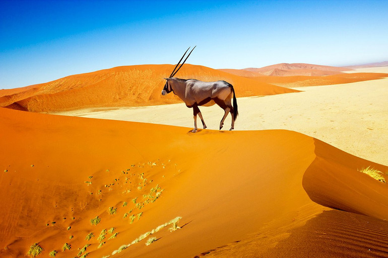 Khách quốc tế có thể trở lại sa mạc ngoạn mục Namibia từ 1-9 -0
