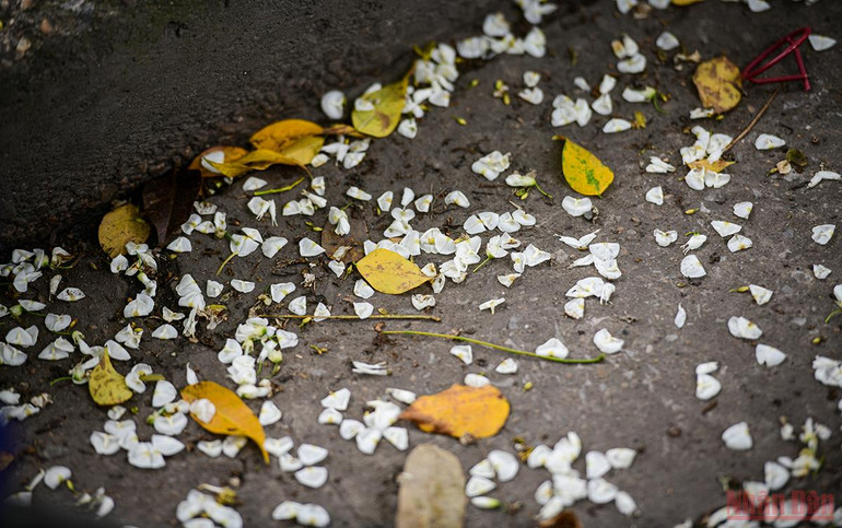 Hà Nội rực rỡ mùa hoa tháng 3 -0