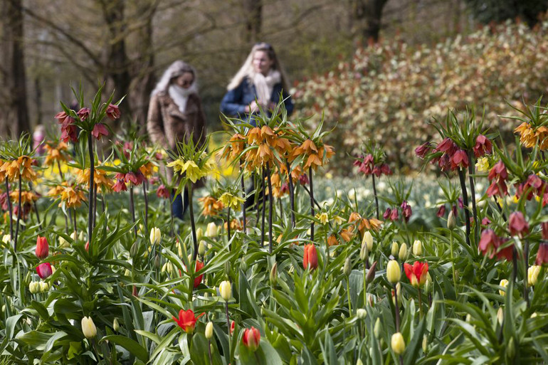 Hà Lan chào đón du khách vườn hoa nổi tiếng Keukenhof -0