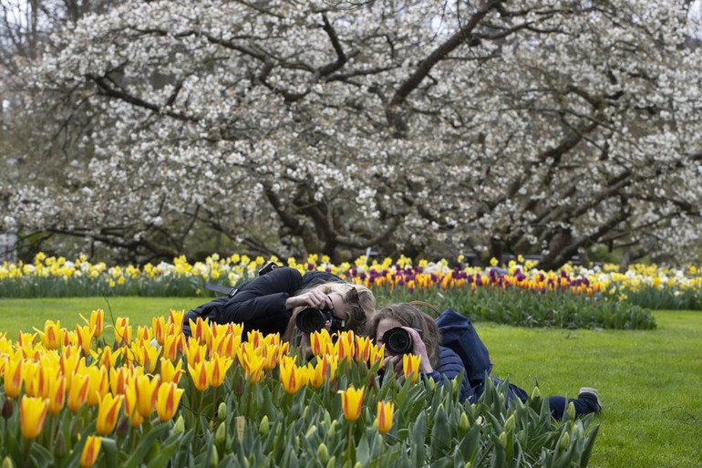 Hà Lan chào đón du khách vườn hoa nổi tiếng Keukenhof -1