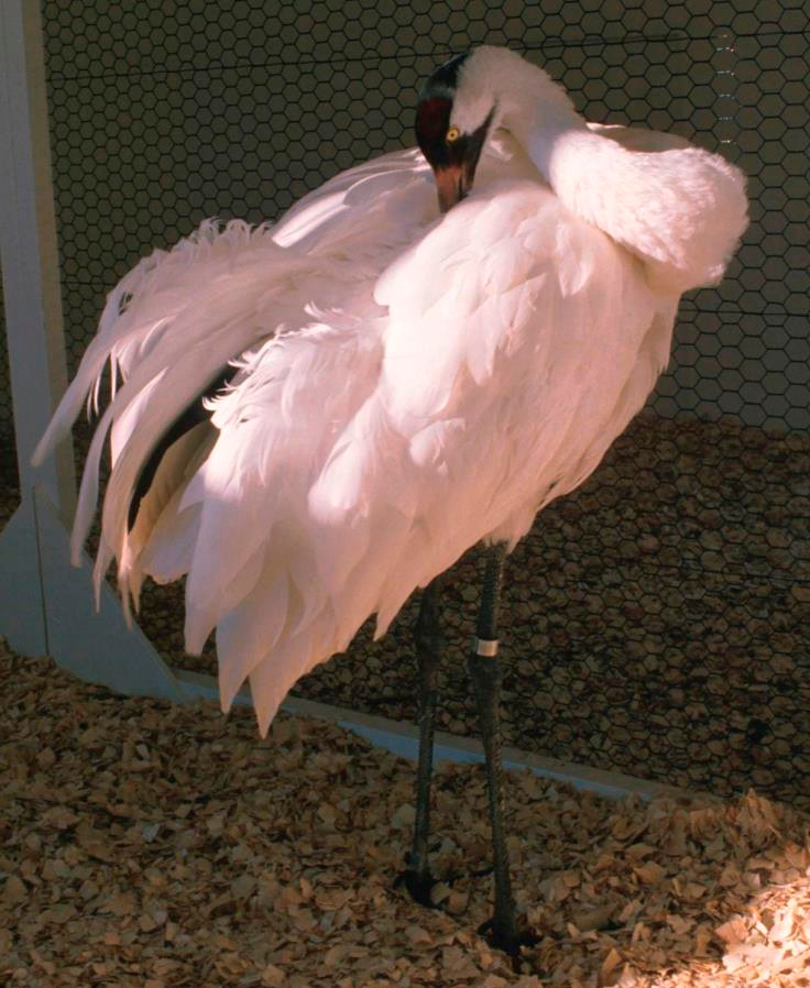 Chú sếu quý hiếm được thụ tinh nhân tạo đầu tiên đã chết -0