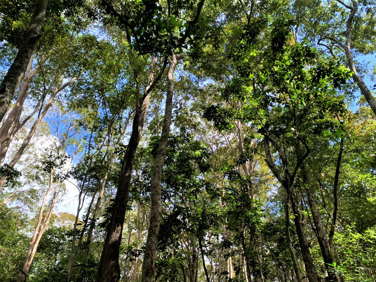 Nỗ lực giữ “lá phổi” xanh cho Tây Nguyên -0