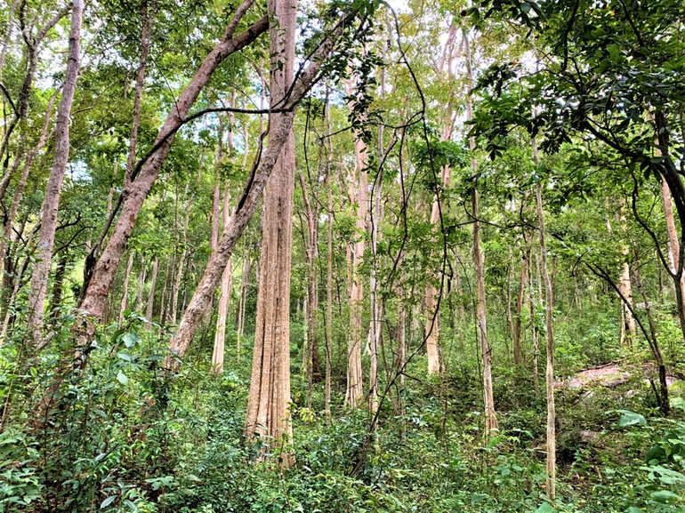 Nỗ lực giữ “lá phổi” xanh cho Tây Nguyên -0