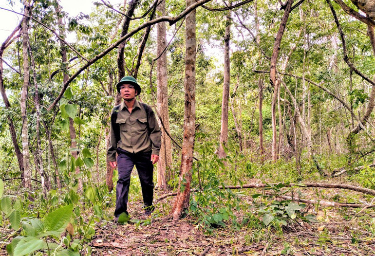 Nỗ lực giữ “lá phổi” xanh cho Tây Nguyên -0