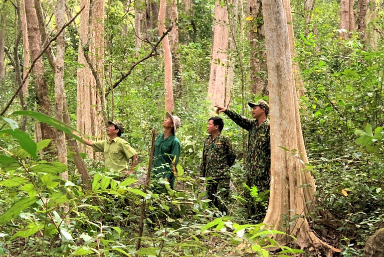 Nỗ lực giữ “lá phổi” xanh cho Tây Nguyên -0