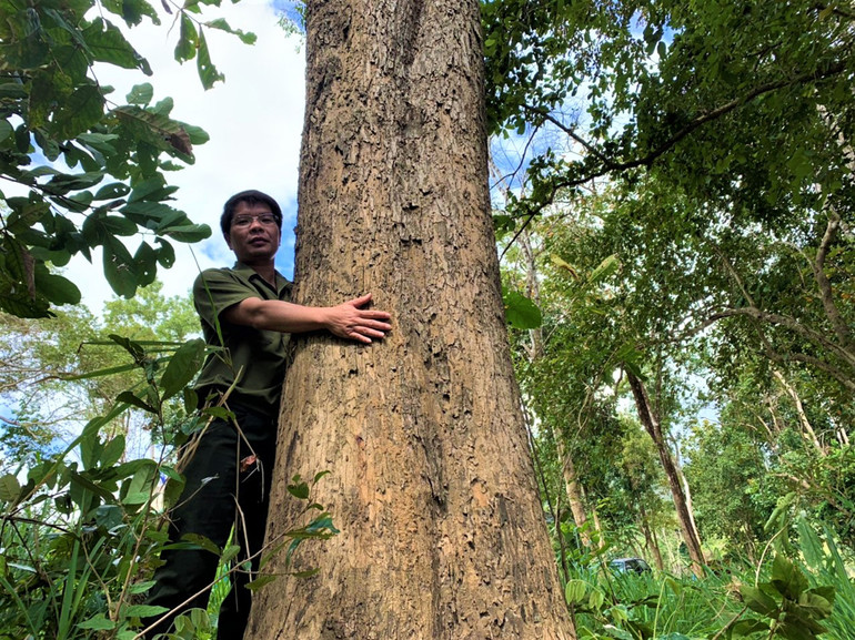Nỗ lực giữ “lá phổi” xanh cho Tây Nguyên -0