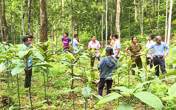 Chăm sóc cây sa chi trồng ở xã Hùng Mỹ, huyện Chiêm Hóa, tỉnh Tuyên Quang. (Ảnh: HẢI CHUNG) Hướng đi mới từ cây dược liệu dưới tán rừng -0