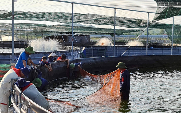 Phấn đấu trở thành trung tâm nuôi trồng thủy sản của miền bắc -0
