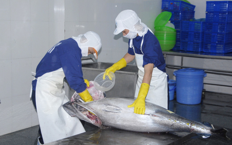 BIDIFISCO xuất khẩu cá ngừ đại dương nguyên con sang thị trường Nhật Bản. (Ảnh: VASEP) Kỳ tích xuất nhập khẩu 2021 -0