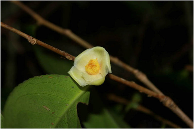 Trà my Bidoup - Camellia bidoupensis (Nguồn: Vườn quốc gia Bidoup-Núi Bà). Công bố bốn loài thực vật mới có xuất xứ từ Vườn quốc gia Bidoup-Núi Bà -0