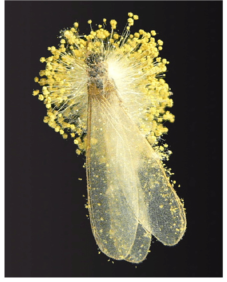 Hình ảnh nấm Aspegillus fumigatus ký sinh trên mối. (Ảnh minh họa: Internet) Tử vong vì nhiễm nấm Aspergillus fumigatus sau khi ăn mối -0