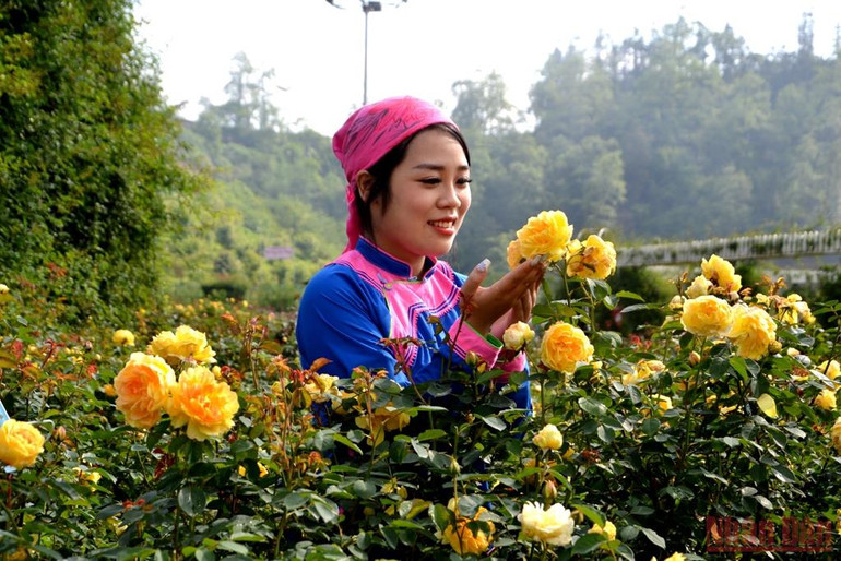 Khai hội hoa hồng trên thiên đường mây Sa Pa -0