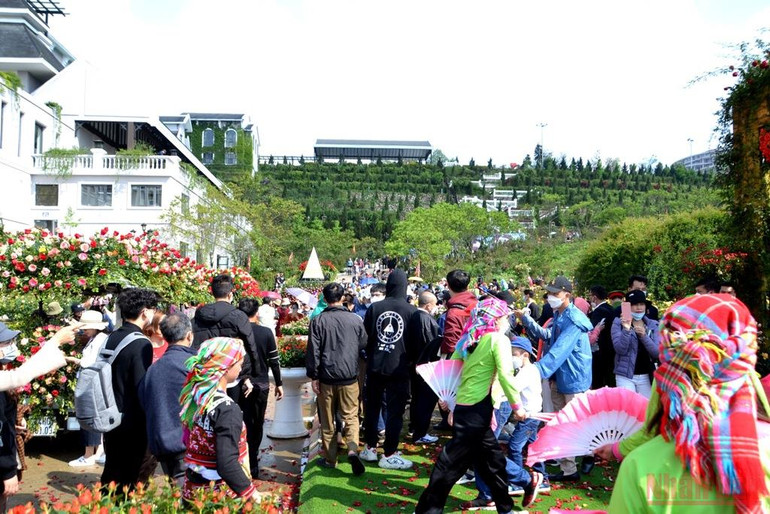 Khai hội hoa hồng trên thiên đường mây Sa Pa -0
