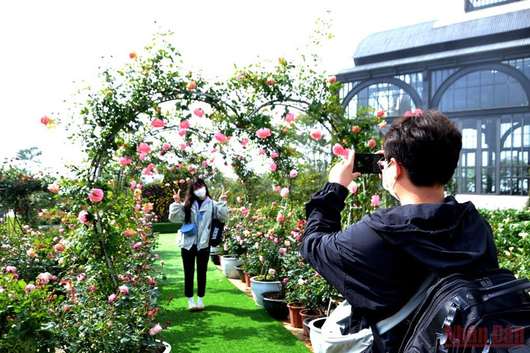 Khai hội hoa hồng trên thiên đường mây Sa Pa -0