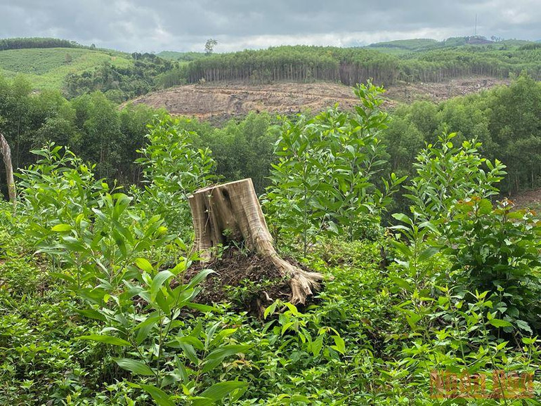 Cần điều tra vụ phá rừng phòng hộ quy mô lớn ở Phú Yên -0