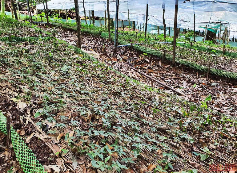 Khám phá mùa trồng mới “quốc bảo” sâm Ngọc Linh -0