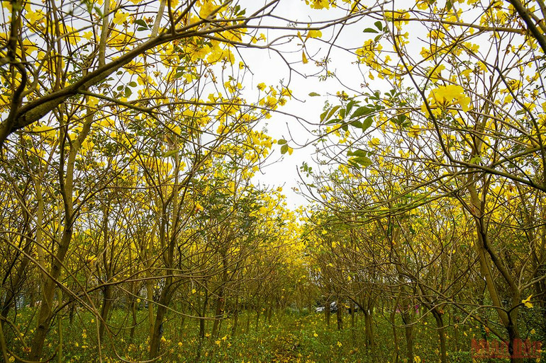 Hà Nội rực rỡ mùa hoa tháng 3 -0