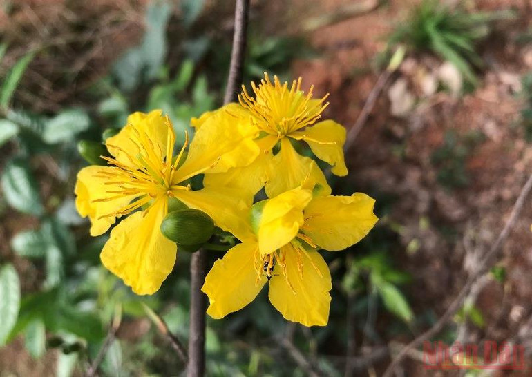 Vườn xuân còn mẹ -0