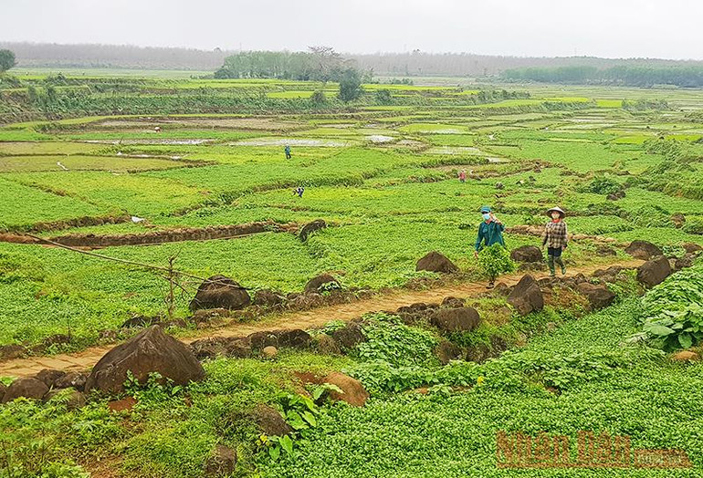 Ruộng rau xà lách xoong trên đá, duy nhất chỉ có ở xã Gio An. Xuân ấm trên vùng bão lũ -0