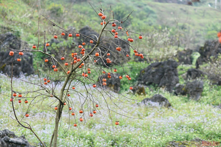 Mùa hồng trĩu quả ở bản Ôn, Mộc Châu -0