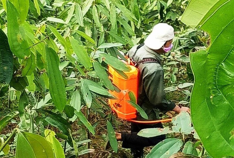 Phun thuốc phòng trừ sâu hại lá quế ở xã Xuân Hòa, huyện Bảo Yên (Lào Cai). Dập dịch sâu hại hơn 80 ha quế ở Lào Cai -0