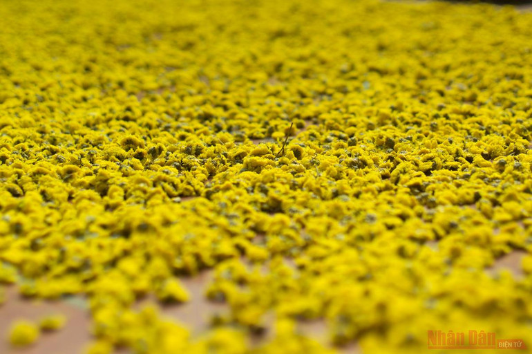 Vàng óng mùa cúc chi -0