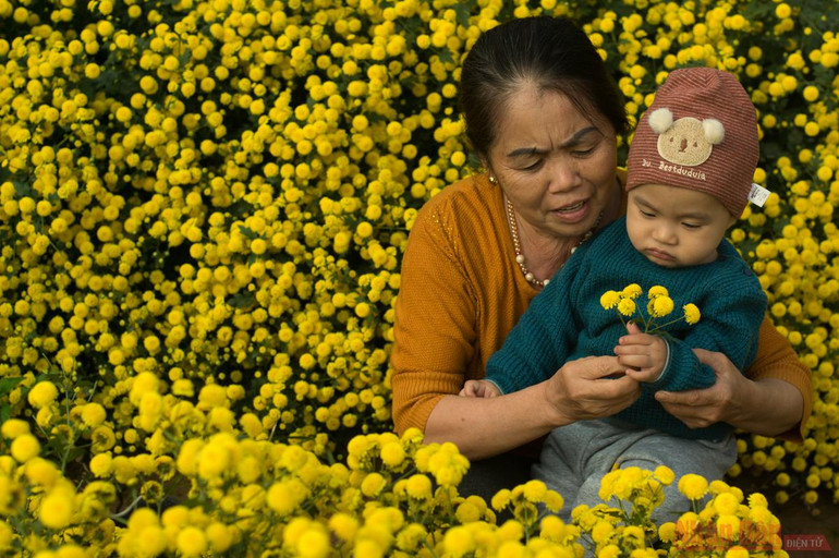 Vàng óng mùa cúc chi -0