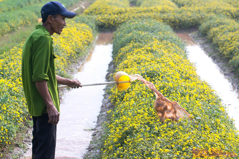 Vàng óng mùa cúc chi -0