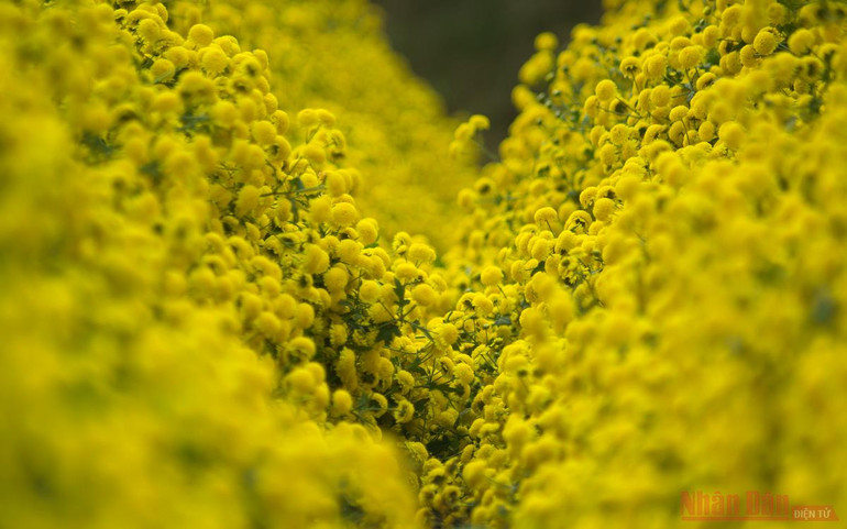 Vàng óng mùa cúc chi -0