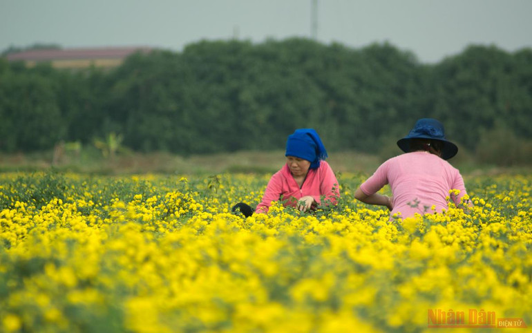 Vàng óng mùa cúc chi -0