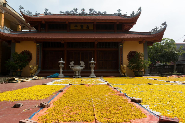 Vàng óng mùa cúc chi -0