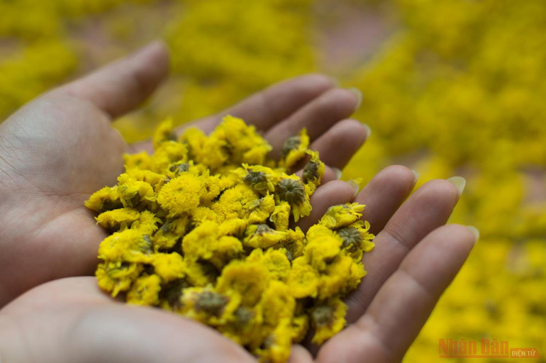 Vàng óng mùa cúc chi -0