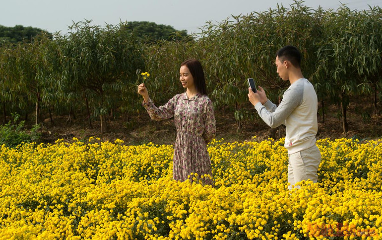 Vàng óng mùa cúc chi -0