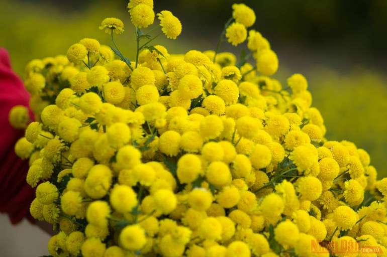 Vàng óng mùa cúc chi -0