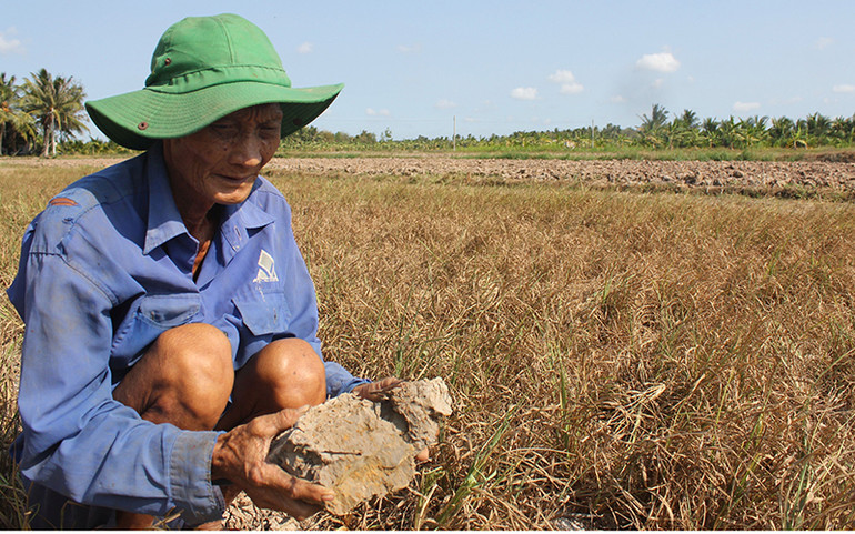 Hạn mặn năm 2019 làm nhiều diện tích lúa tại huyện Giồng Trôm, Bến Tre chết khô. Ảnh: HOÀNG TRUNG Liên kết để thích ứng an toàn với hạn, mặn -0