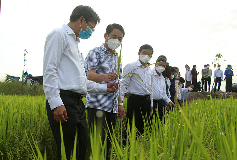 Lãnh đạo tỉnh Hậu Giang thăm đồng đầu năm tại Hợp tác xã nông nghiệp Thuận Tiến. Hậu Giang phát động Tết trồng cây và thăm đồng đầu năm -0