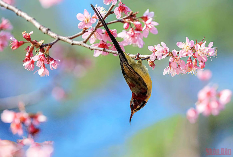 Đà Lạt nồng nàn sắc xuân -0