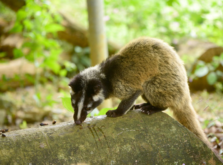 Tái thả 30 cá thể cầy vòi mốc về vườn quốc gia Cúc Phương -0