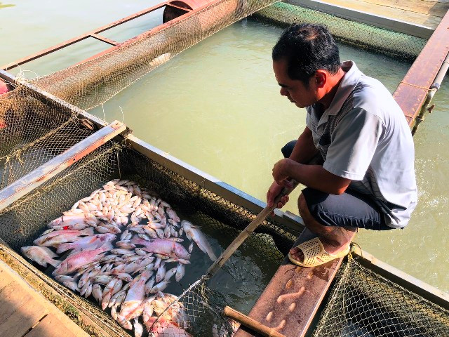 Anh Trần Văn Trung vớt số cá chết nổi trong bè. Cá bè trên sông Đồng Nai lại chết bất thường -0