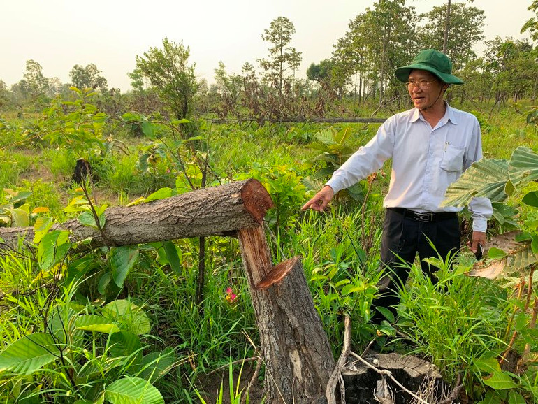 Đắk Lắk xử lý nghiêm trong công tác quản lý, bảo vệ rừng -0