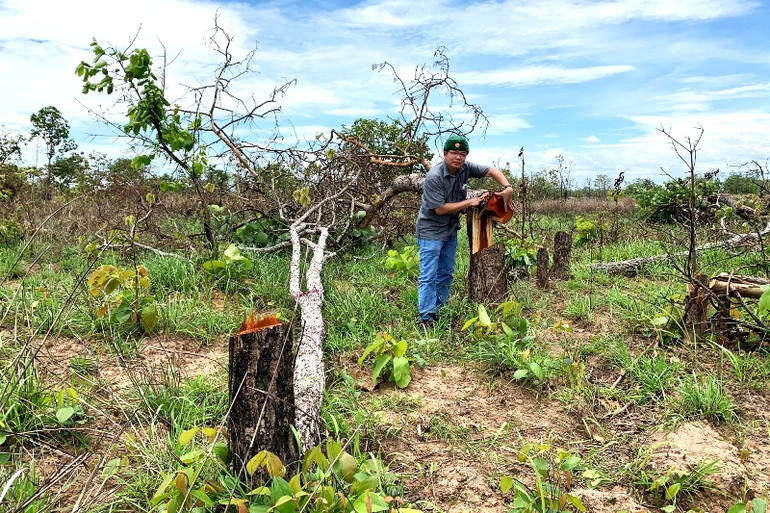 Đắk Lắk xử lý nghiêm trong công tác quản lý, bảo vệ rừng -0