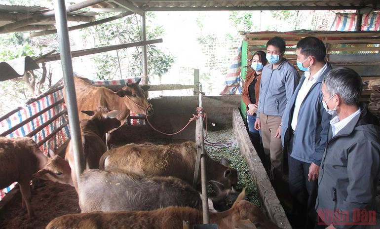 Hiệu quả từ nguồn vốn chính sách ở Sơn La -0