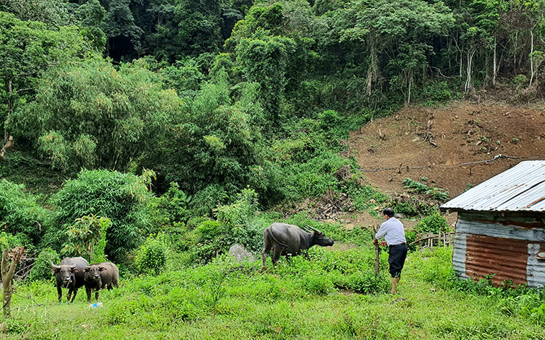 Sớm dập dịch tụ huyết trùng trên trâu bò -0
