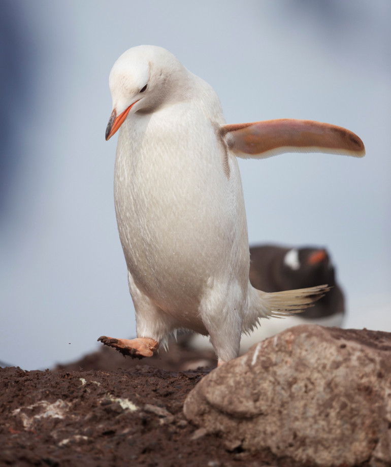 Hình ảnh chim cánh cụt trắng hiếm thấy cho chim con ăn -0