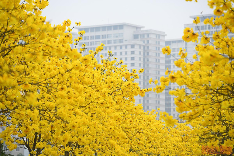 Hà Nội rực rỡ mùa hoa tháng 3 -0