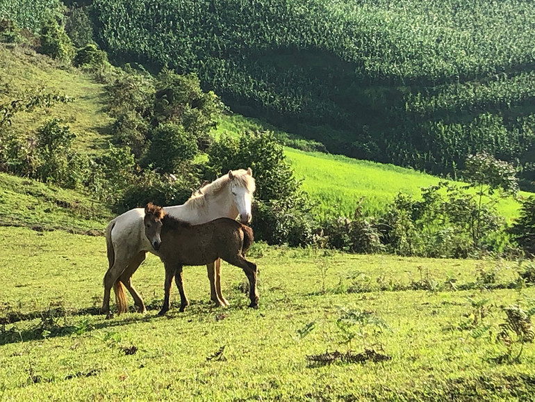 Ngắm hoàng hôn trên đỉnh Ngải Thầu ảnh 16