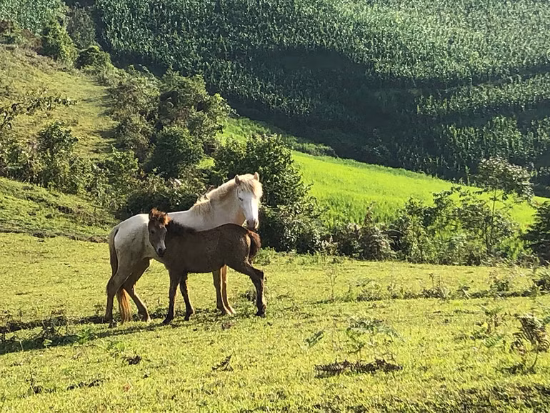 Ngắm hoàng hôn trên đỉnh Ngải Thầu ảnh 16