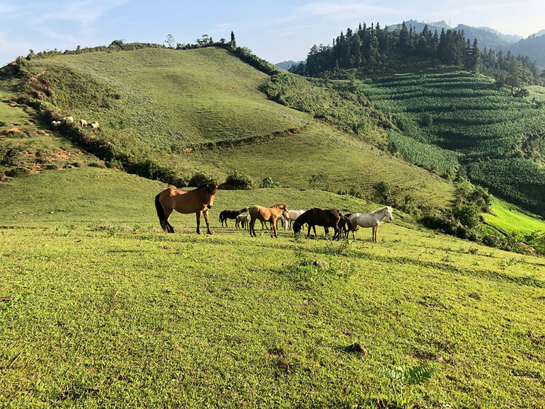 Ngắm hoàng hôn trên đỉnh Ngải Thầu ảnh 14