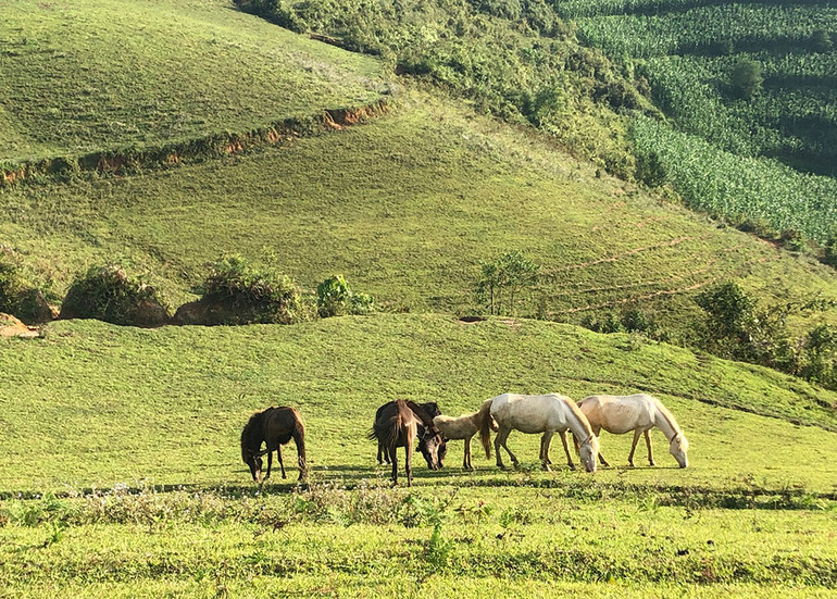 Ngắm hoàng hôn trên đỉnh Ngải Thầu ảnh 15