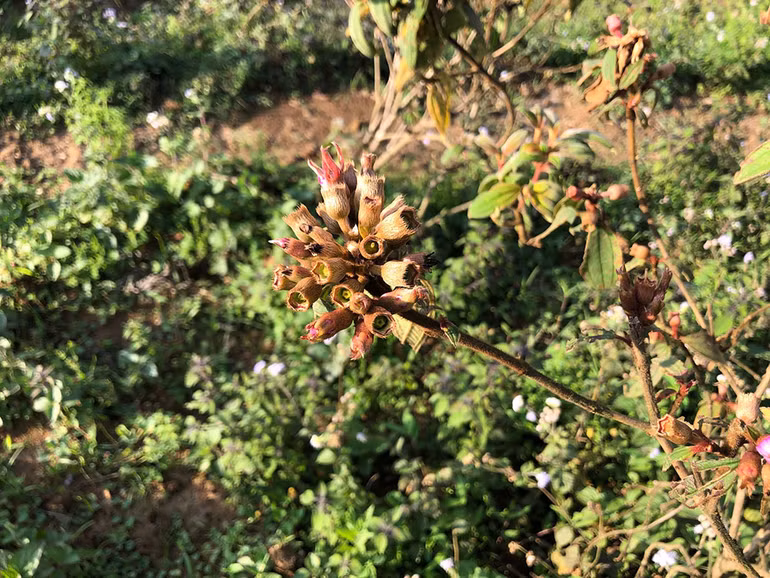 Ngắm hoàng hôn trên đỉnh Ngải Thầu ảnh 6